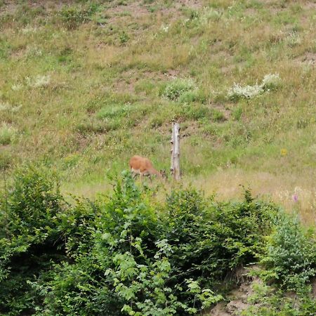 Harald Und Beate Friedrich Lägenhet Stolberg i. Harz Exteriör bild