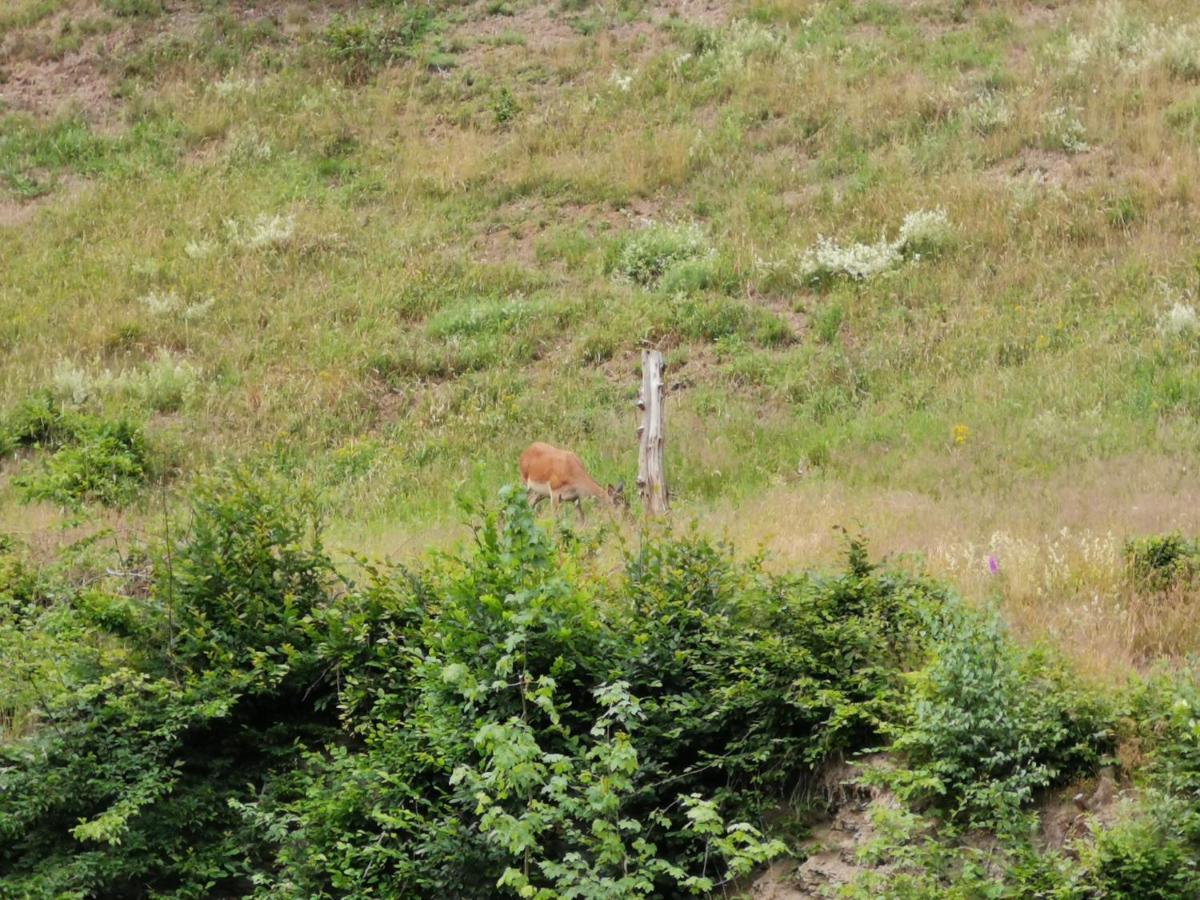 Harald Und Beate Friedrich Lägenhet Stolberg i. Harz Exteriör bild